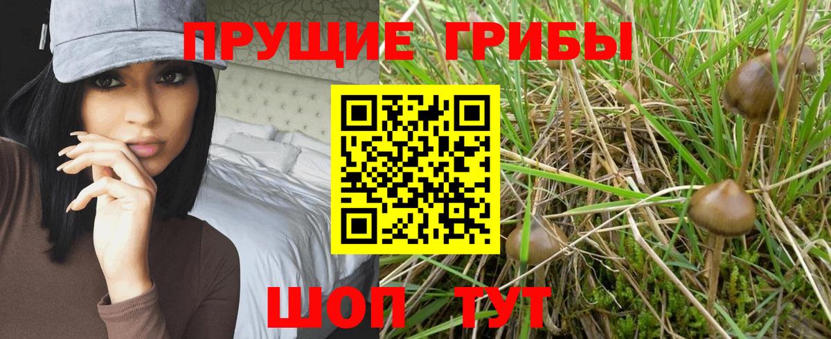 Псилоцибиновые грибы Psilocybe  Вход с VPN  Учалы 